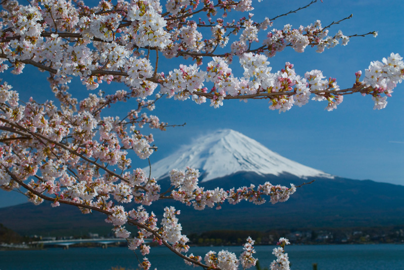 Sakura Fuji