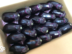 Mizunasu - Japanese Eggplant
