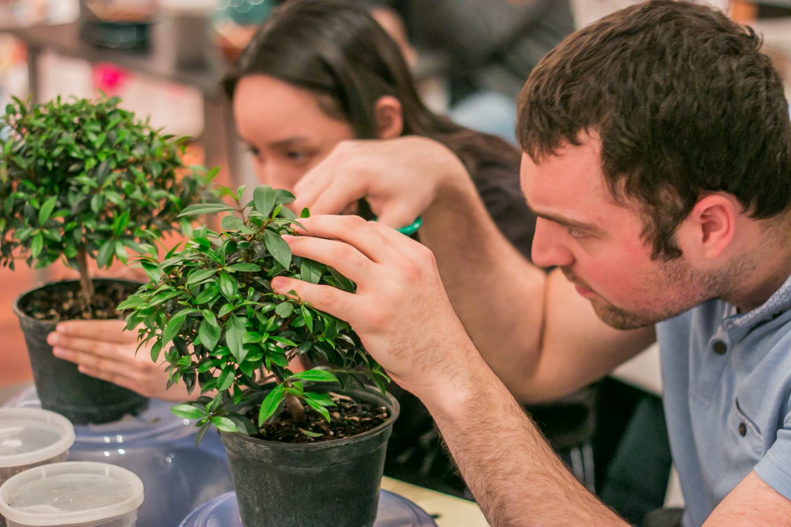 Bonsai Class RESOBOX