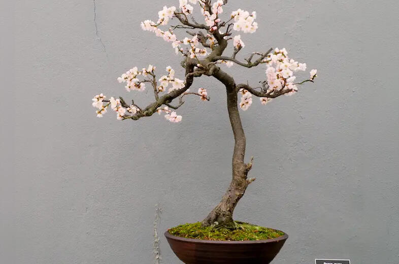 A blooming Prunus mume bonsai tree with delicate pink blossoms in a dark ceramic pot, displayed at RESOBOX in New York