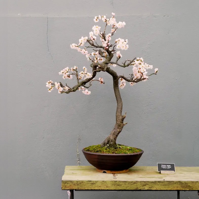 A blooming Prunus mume bonsai tree with delicate pink blossoms in a dark ceramic pot, displayed at RESOBOX in New York