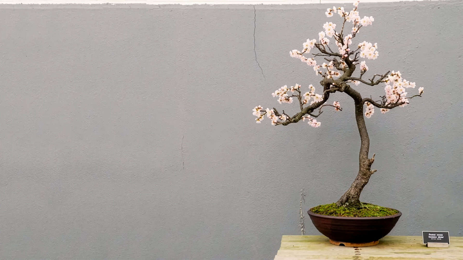 A flowering cherry blossom bonsai tree in full bloom, planted in a dark ceramic pot with moss, displayed against a grey wall