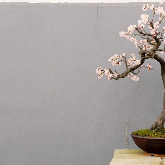 The Art of Bonsai exhibition, from the RESOBOX archive