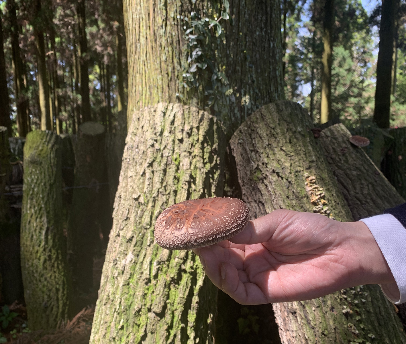 実際に収穫させていただき、新鮮な原木椎茸を食べさせていただきました