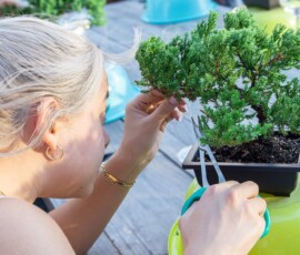A participant carefully pruning a juniper bonsai tree with scissors during a hands-on bonsai class at RESOBOX