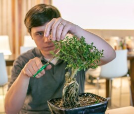 A participant carefully trimming a ficus bonsai with scissors during an indoor bonsai class, with the tree's exposed root structure visible above the pot